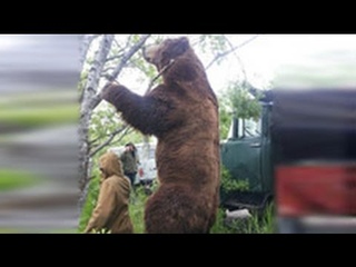 Гигантский медведь убийца навестил жителей камчатского села