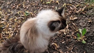 Кошка Моника| Гуляю виляю |Невская Маскарадная| Monica Cat