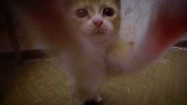 У нас появился рыжий котёнок маленький