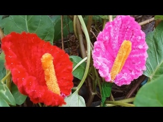 Tutorial membuat bunga Anthurium untuk buket dari kawat bulu #youtube#pipecleaners