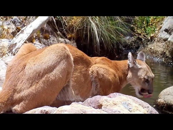Trail Camera Setup and Pickup: Hidden Mountain Pool ( Arizona