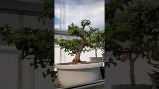 Портулакария афра (Portulacaria afra) в бонсай #shorts #garden #bonsai #plant #портулакария