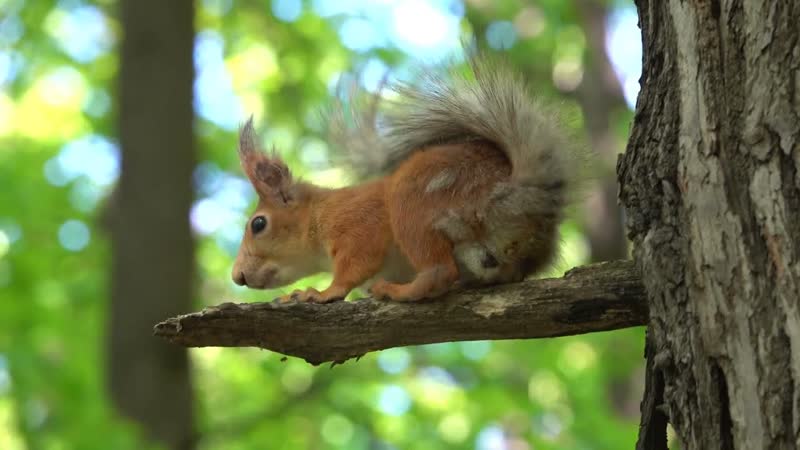 Про взрослую белку и уснувшего бельчонка, About a squirrel and a sleeping