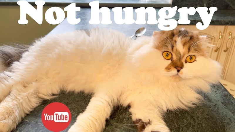 If cats are hungry, they immediately eat in the kitchen if not, they just watch how others