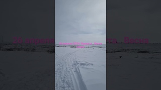 Природа севера. Воркута, 26 апреля 2024. Скоро весна #природа