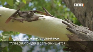 Голые платаны напугали горожан