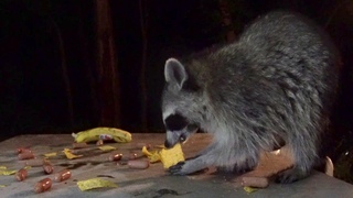 Wild Raccoon Crunches On Corn Chips