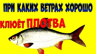 При каких ветрах  хорошо клюёт плотва на зимней рыбалке,хороший ветер для ловли плотвы зимой