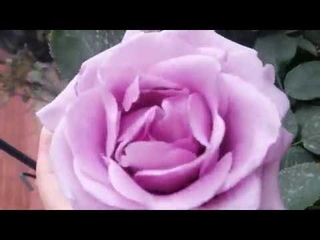Самые ранние розы в саду: обзор