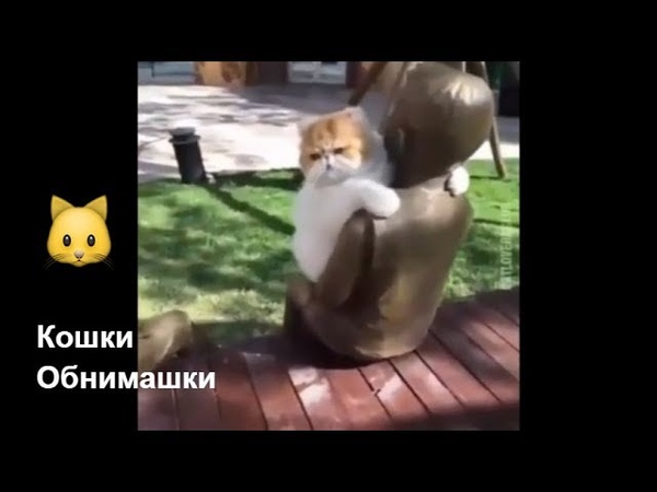 Ласковые Кошки Обнимашки. День