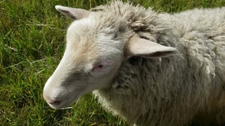 Homesteading