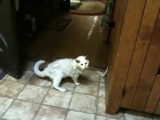 30 Year Old Cat