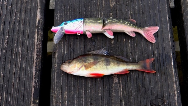 What pike prefer p. 2: dead fish or rubber Mike Что щука предпочтёт 2: настоящую