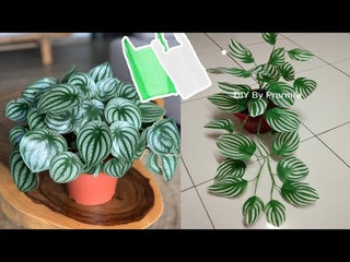 DIY Peperomia Semangka dari Plastik Kresek | Peperomia Watermelon From Plastic Bag