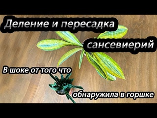 Деление и пересадка сансевиерий- в шоке от того что обнаружила в горшке!