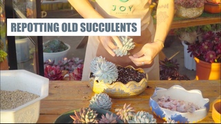 HOW TO CUT, TRIM AND REPOT OLD SUCCULENTS | 9 Years Living with Succulents