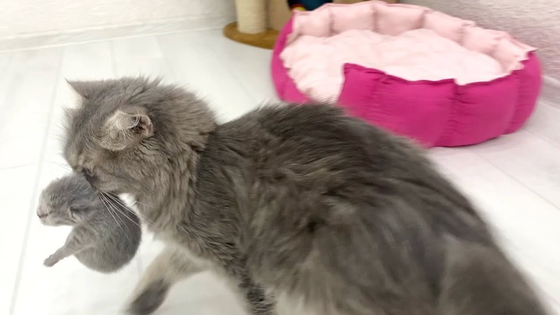Heartwarming moment: mother cat carries kittens to
