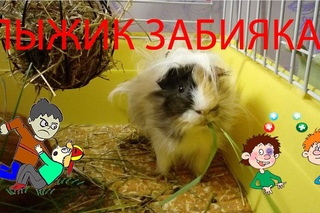 Пыжик забияка