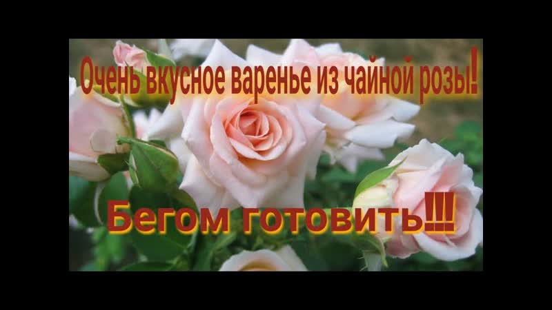 Ароматное волшебство: варенье из чайной розы Очень вкусно и