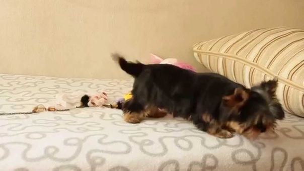 Небольшая милашка Гренка