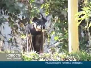 Ужасы нашего городка Слободка