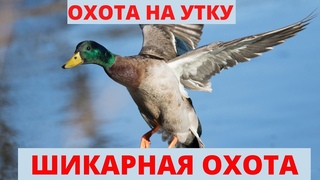 ОХОТА НА УТКУ.НОЯБРЬ 2020.УТКА ПРЁТ ВАЛОМ...