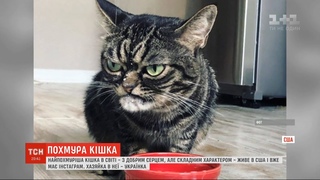 Українка у США трима вдома найпохмурішу кицю в світі
