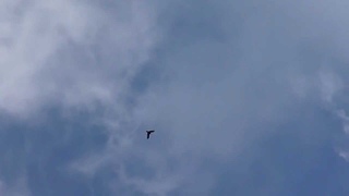 Поющий жаворонок высоко в небе над Кожуховским полем