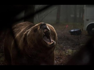 Гризли (2015) Трейлер