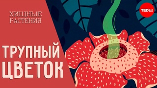 раффлезия