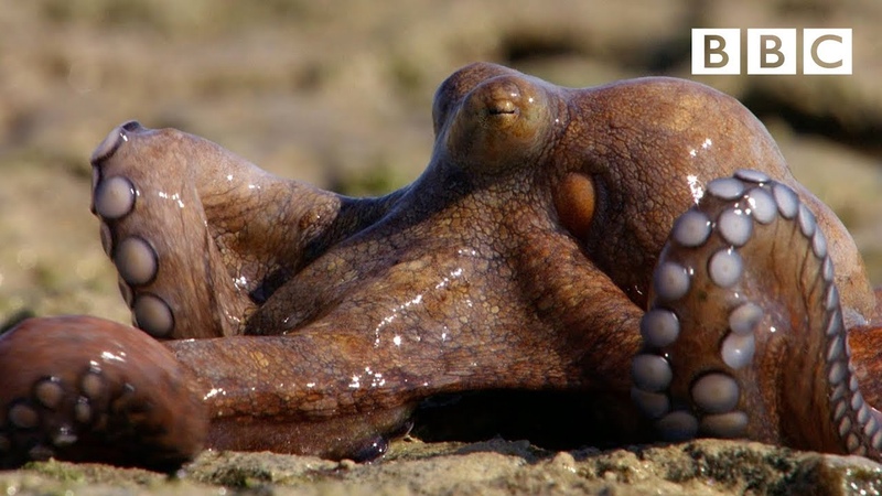 The Incredible octopus that can walk on dry land, The Hunt