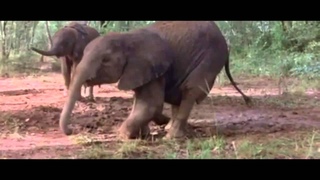 Animais e o Porre de Amarula.