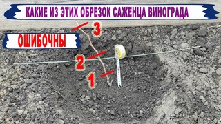 🍇Популярная ОШИБКА.  Даже НЕ ДУМАЙ ТАК обрезать саженцы винограда ПОСЛЕ ПОСАДКИ на постоянное место