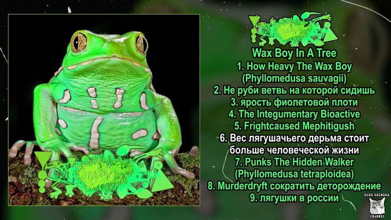 Phyllomedusa x Purplefrog Staphilococcus Wax Boy In A Tree FULL ALBUM (2024 Frognoise, Avant