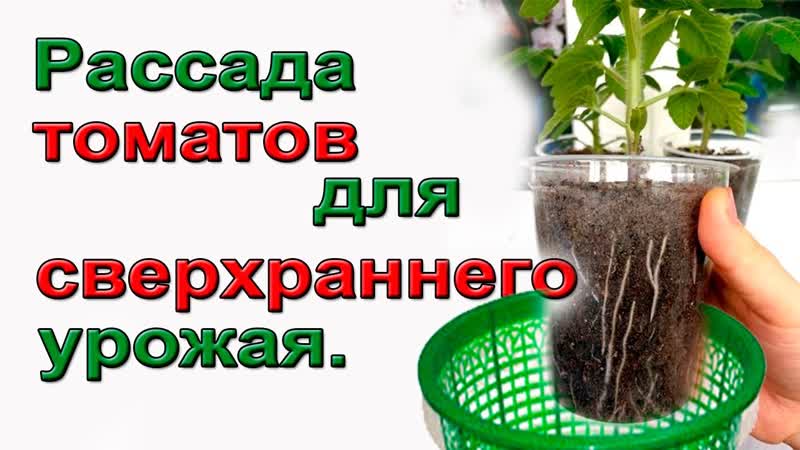 Томаты. Рассада для сверхраннего
