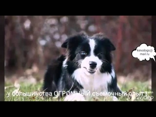 Собаки-актеры. Часть 1. Разные породы. КИНОэнималс