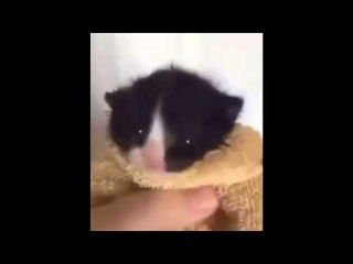 Man yelling at cat