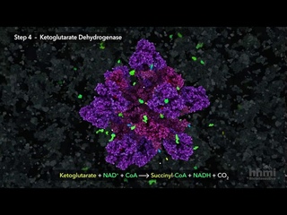 Citric Acid Cycle | HHMI BioInteractive Video