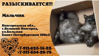 Пропал кот! Мальчик. Новгородская область, г.Великий Новгород.