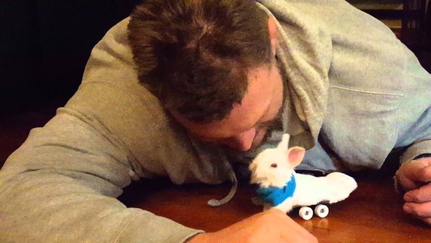 Special needs paralyzed bunny with wheelchair