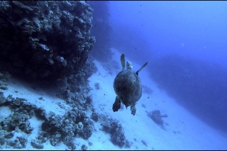 Поездка в Дахаб октябрь 2017 | Diving trip to Dahab Oct-2017