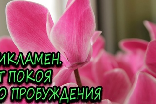 Цикламен. От покоя до пробуждения. Надежда и Мир