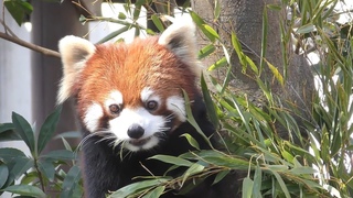 レッサーパンダ　リーファちゃん　笹の葉は食べ放題です　【のんほいパーク】Red panda Leafa-chan Toyohashi Zoo