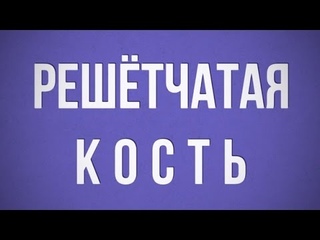 Решётчатая кость (Os Ethmoidale)