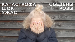 Жуткая зимовка роз и кустарников. Нашествие грызунов!