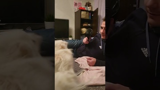 Фен и маленький шпиц, битва века   The hair dryer and the little pomeranian, the battle of the cent.