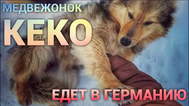 Медвежонок Кеко едет в