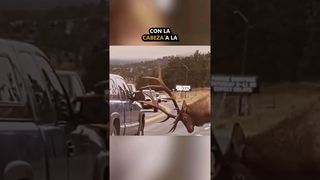 El AGRADECIMIENTO de un alce te har llorar