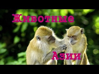 Животные Азии. Видео для детей от 4 лет.