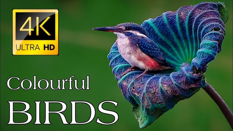 4 K Video, Ultra HD, 60fps, Beautiful 4k Peacock Wild